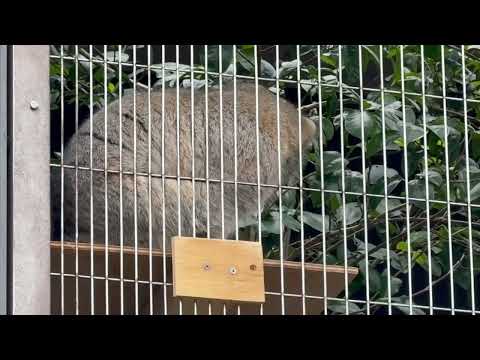 朝から元気な仔マヌルくん😊　東山動植物園にて　2025年12月13日 サムネイル