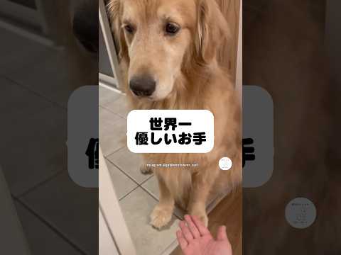 世界一優しいお手をするゴールデン　ゴールデンレトリバー 大型犬　犬　かわいい犬 犬のいる暮らし