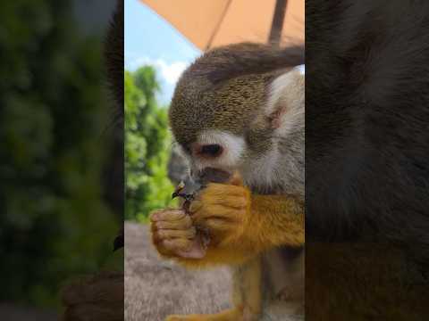 蜂の子をランちゃんにあげてみたら…？ 東武動物公園 zoo animals 蜂の子 コモンリスザル サムネイル