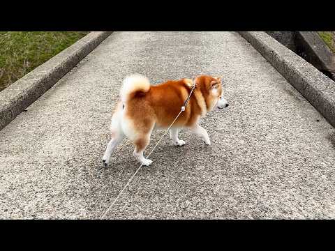 特に用事はないくせに、橋の真ん中でうろちょろしまくる柴犬 サムネイル