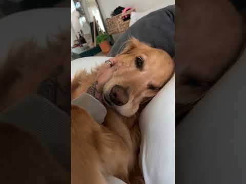 coming home to my golden retriever🥵 goldenretreiver dog ind… サムネイル