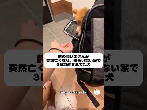 新しい家に来た犬、カバンから出てこない　ポメチワ　保護犬　犬　犬のいる暮らし かわいい犬 サムネイル