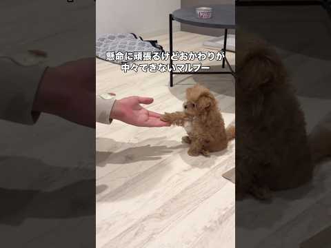 おかわりができないボク😅 マルプー マルチーズ プードル トイプードル サムネイル