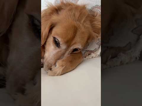 Golden retriver hug me india dog goldenretreiver dogbreed f… サムネイル