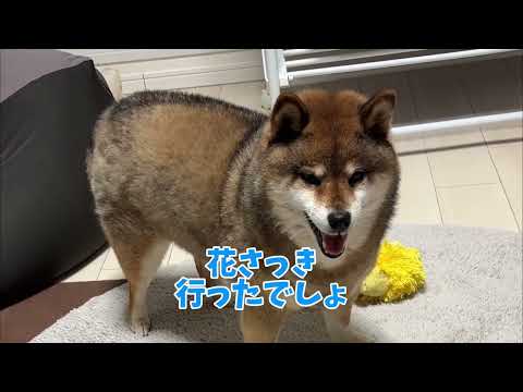 柴犬12歳が散歩に行きたくて必死にアピールした結果 サムネイル