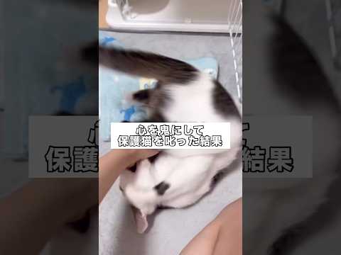 最近噛み癖が酷い保護猫に心を鬼にして叱ってみたら 保護猫 オス猫 子猫 野良猫 サムネイル