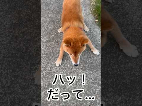’26.5.18 力丸のお楽しみ… 柴犬 shibainu 柴犬のいる暮らし 柴犬の日常 食べる犬 遊ぶ犬 力丸