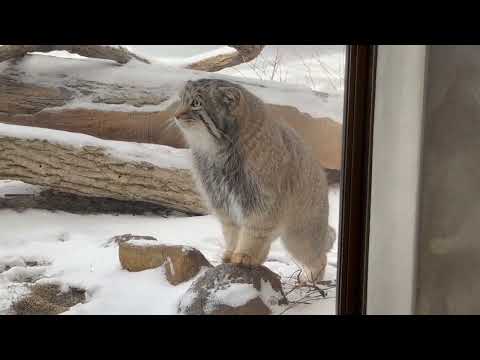 オヤツ届かないカナ〜っと思っているとか いないとか‥ マヌルネコのナゴムくん　那須どうぶつ王国にて　2026年1月9日 サムネイル