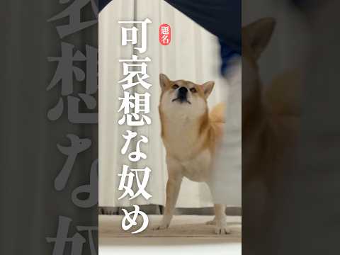 何番目が好き？ 柴犬 犬 サムネイル