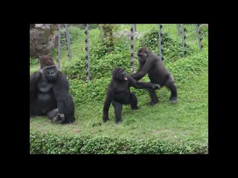 gorilla D'jeeco 27y5m old dad & son Jabali 5y5m old. Ringo…