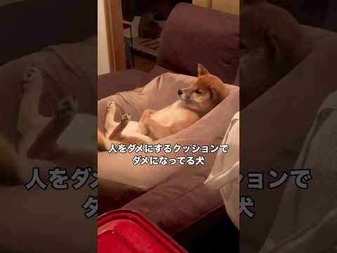 人をダメにするクッションで犬やめてる柴犬 柴犬 柴犬のいる暮らし 赤柴 日本犬 サムネイル