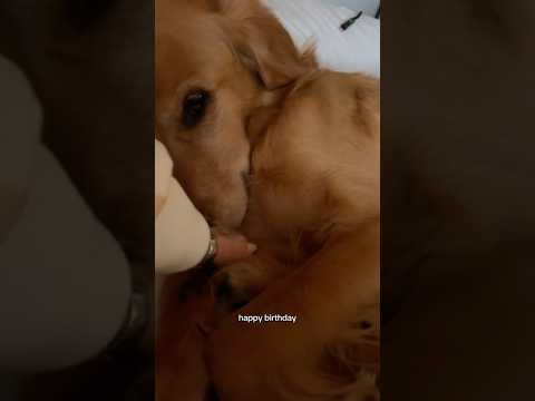 coming home to my golden retriever🥵 goldenretreiver dog ind… サムネイル