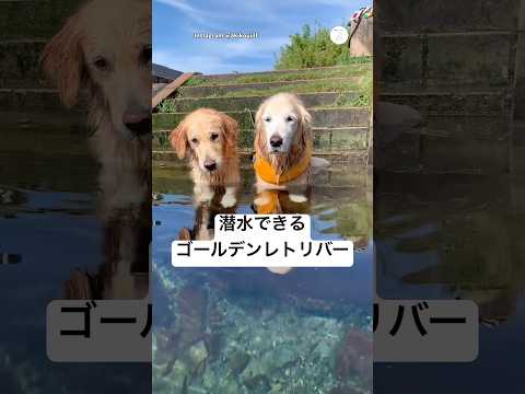 潜るのが得意なゴールデンレトリバー　　ゴールデンレトリバー 大型犬　犬　犬のいる暮らし かわいい犬