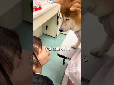 柴犬福 ストライキするも最後はパレード受ける柴犬🤣Shiba-hospital😂姉と柴 shorts 柴犬 japan… サムネイル