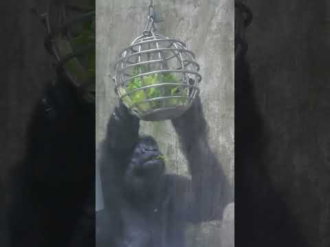 little gorilla Iriki 15y4m old dinner. shorts I晚餐  2026-5-11
