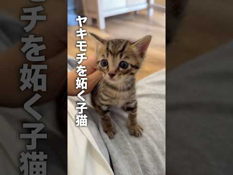 ヤキモチが態度に出やすい子猫が可愛すぎる...!!【保護猫】shorts サムネイル