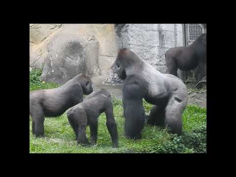 Gorilla D'jeeco family.Jabali 5y6m old.shorts. TJ追D.I躲 5-11 サムネイル