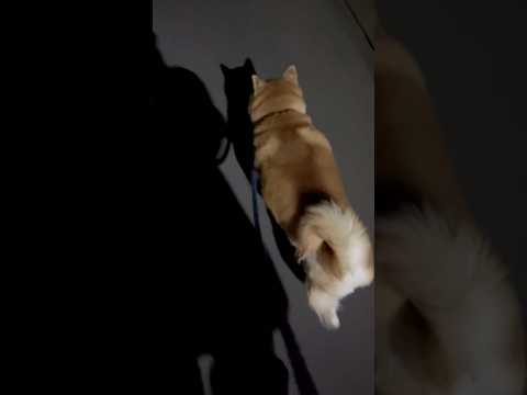 柴犬福 姉と夜散歩中の柴犬🤣Sister and Shiba🤣姉と柴 shorts funny funnydog do… サムネイル