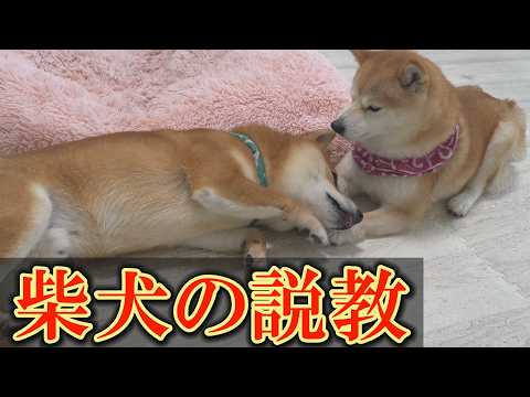 人間には理解不能？何とも不思議な柴犬の教育風景の撮影に成功しました。 サムネイル