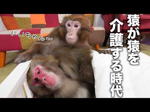 うちの猿の「介護」がすごすぎる サムネイル