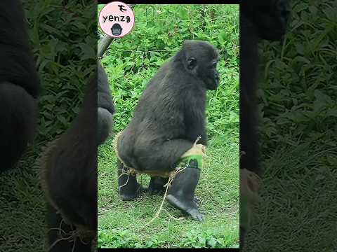 金剛猩猩Ringo穿麻布袋太搞笑啦🤣🤣🤣 gorilla taipeizoo 金剛猩猩 台北市立動物園 funnyan… サムネイル