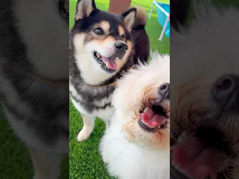 こんなに走るの久々で嬉しい！柴犬 shibainu shorts サムネイル