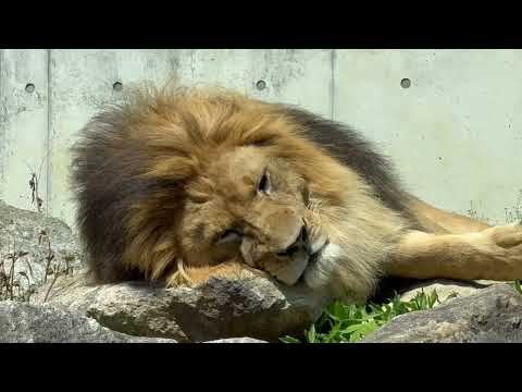 父は〜起きてる？　ライオンのアースくん　のんほいパークにて　2026年4月3日 サムネイル