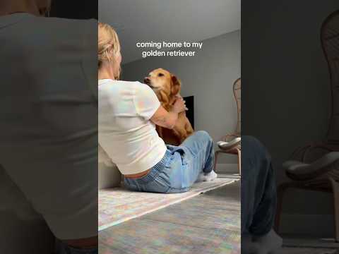 coming home to my golden retriever❤️india retreiver dog pup… サムネイル