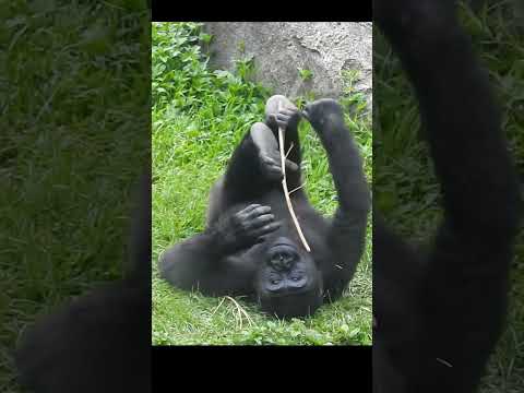 little gorilla Ringo 4y11m old. shorts R腳夾樹枝 4-28