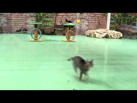 オープニング♪ なかなか見れない猫によるショー ザ・キャッツ　那須どうぶつ王国にて　2025年1月12日 サムネイル