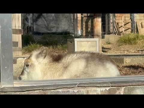 ニホンカモシカのコタロウくん　のんほいパークにて　2026年1月23日 サムネイル