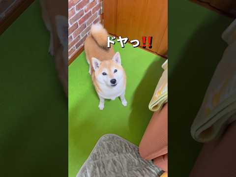 やればできる子🐶🤣#柴犬 #shibainu #shorts サムネイル