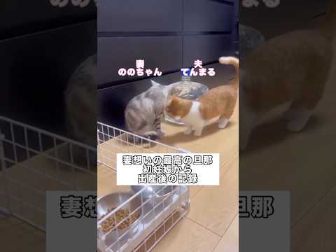 妻に拒絶され続けた妻想いの夫。初めての妊娠から出産まで。 マンチカン 子猫 父猫 母猫 サムネイル