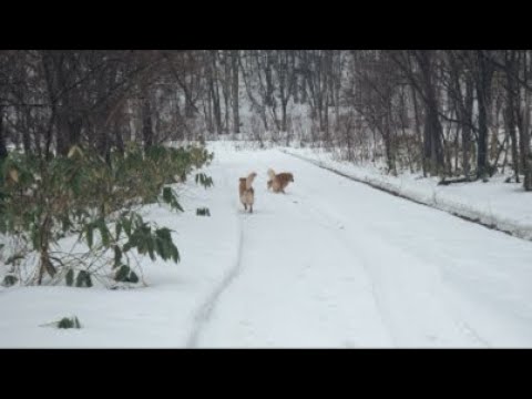 ミントの大冒険 がライブ配信中！ サムネイル