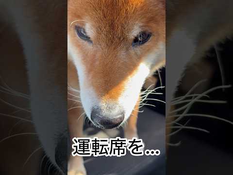 ’26.2.21 力丸は…走って・食べて・乗っ取る？ 柴犬 shibainu 柴犬のいる暮らし 柴犬の日常 お散歩 力丸