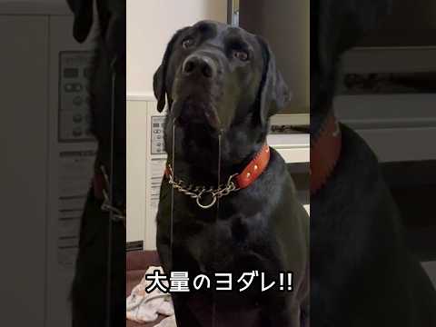よだれダラダラのラブラドール サムネイル