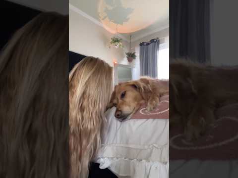 coming home to my golden retriever🥵 goldenretreiver dog ind… サムネイル