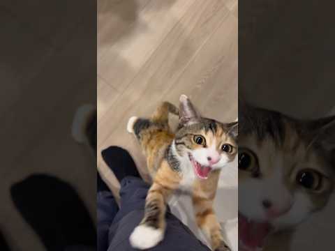 長い間抱っこしてた猫を床に下ろしたらとんでもないことに･･･ 黒猫 三毛猫 ミケ猫 猫 サムネイル