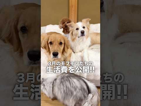 犬4匹と暮らすための生活費を公開します!!【ボーダーコリー・ゴールデンレトリバー】