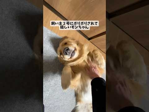 モンちゃんスマイル goldenretriever ゴールデンレトリバー