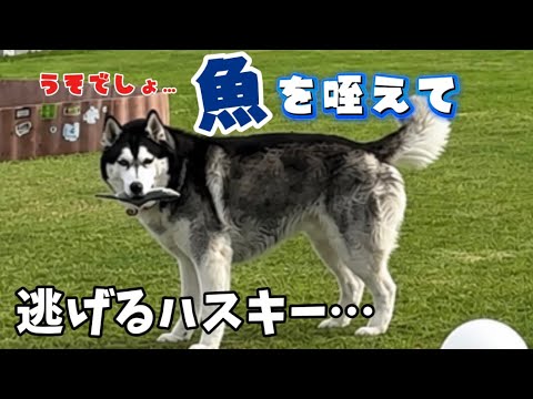 【衝撃】魚を咥えて逃げるハスキーの最後にとった行動が凄すぎました… サムネイル