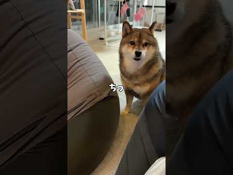 鬱憤が溜まった胡麻柴🐕がとった行動とは😨 サムネイル
