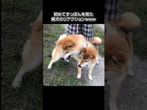 散歩中にスッポンと遭遇した時の柴犬www 柴犬 shibainu 犬のいる生活 サムネイル