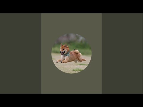 柴犬ロックちゃんねる。 がライブ配信中！ サムネイル