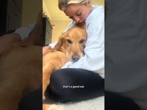 coming home to my golden retriever🥵 goldenretreiver dog ind…