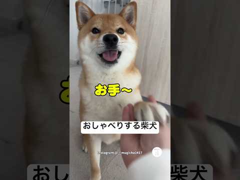 おしゃべりする柴犬‼️会話が成立してる　　柴犬　犬　いぬ　かわいい犬 犬のいる暮らし サムネイル