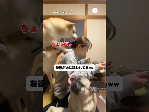 友達が逃げ場なしの食事タイム　柴犬　秋田犬　パグ　犬　面白い サムネイル