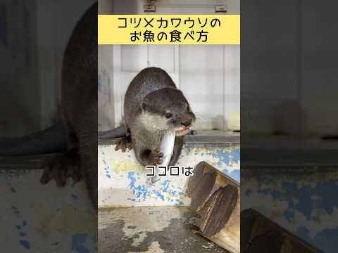 コツメカワウソのお魚の食べ方　東武動物公園 動物 動物園 癒し zoo かわいい animals コツメカワウソ カワ… サムネイル