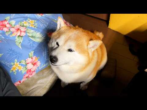 なでなでが終了すると、こういう顔をしてなでなで延長へ無言の圧力をかけてくる柴犬 サムネイル