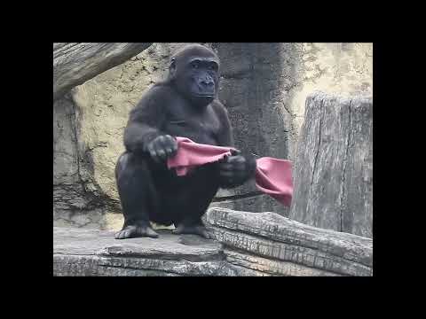 little gorilla Ringo 4y7m old. chest beating.shorts. R長巾。搥胸 サムネイル